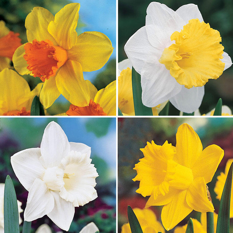 Trumpet Daffodil Collection | Breck's