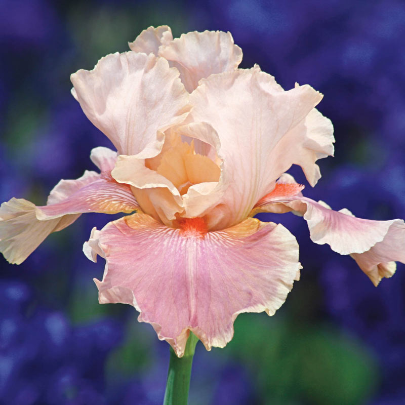 Buy Entitled Bearded Iris Online | Iris Bulbs | Breck's