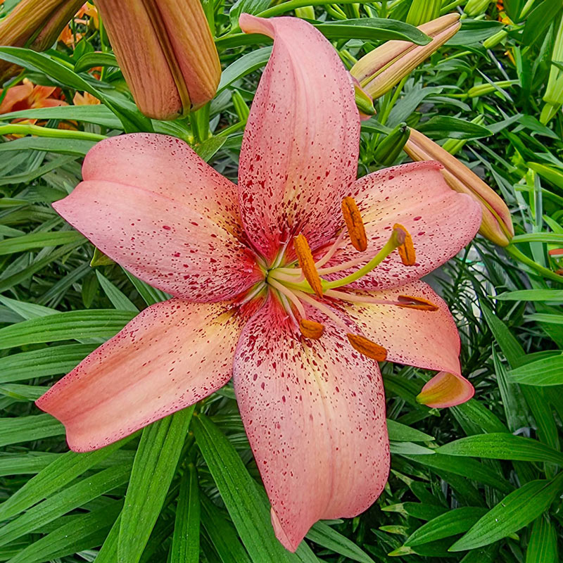 The lily pink in Lily Meaning