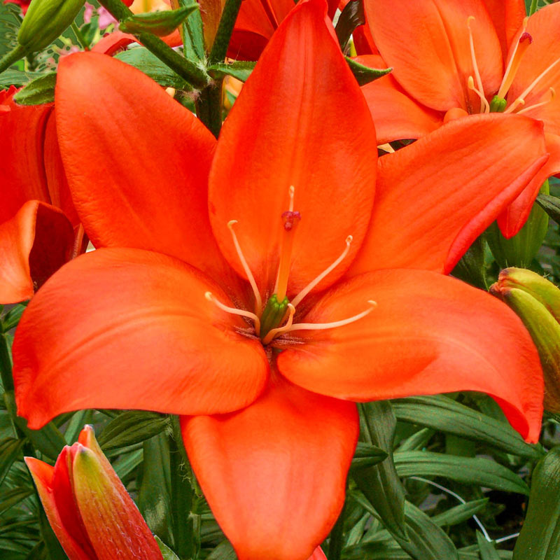 Buy Easy Love Lily Online | Asiatic Lilies Sale | Breck's