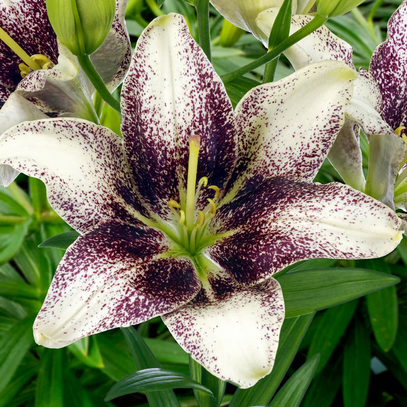 Buy Easy Spot Lily Best Offers on Asiatic Lilies Breck's