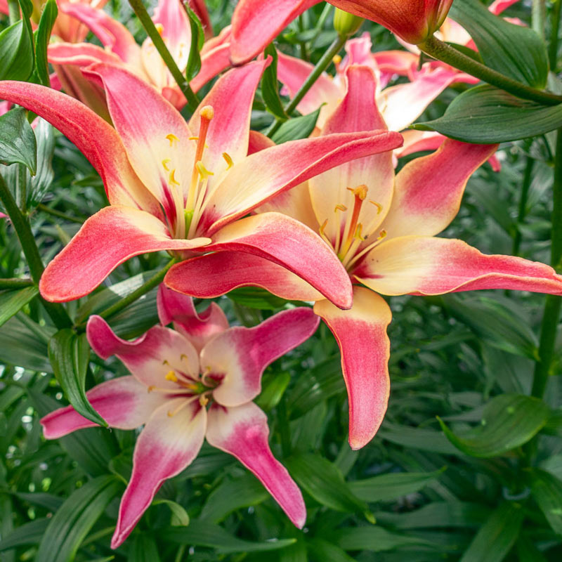 Buy Easy Dream Lily Best Offer On Asiatic Lilies Brecks 