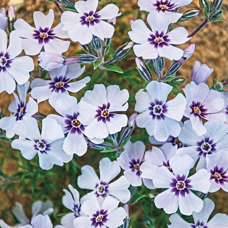 North Hills Carpet Phlox Breck S, Ground Cover For Hills