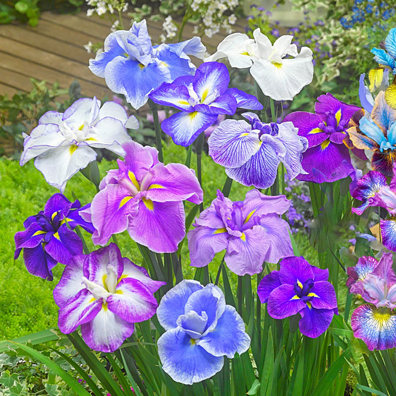 Spring colors 🌺 : r/lululemon