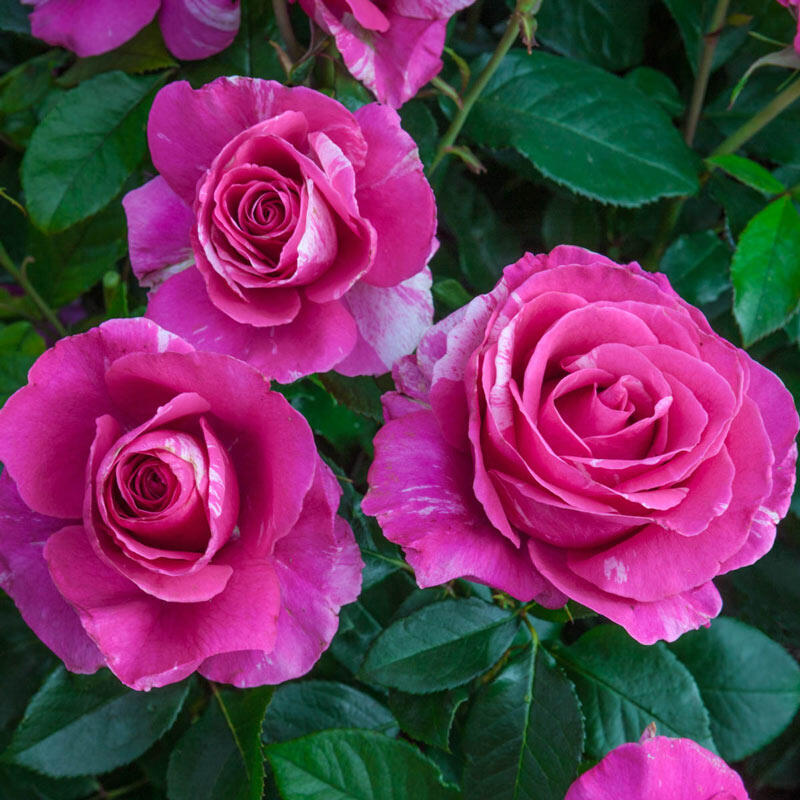 Heirloom Roses - Fire 'N' Ice Floribunda Rose Plant - Red Rose Bushes 