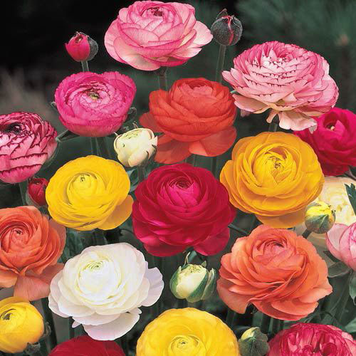 Great for Cutting Show-Stopping Flowers 10 x Ranunculus Peony Blend for a Beautiful Garden