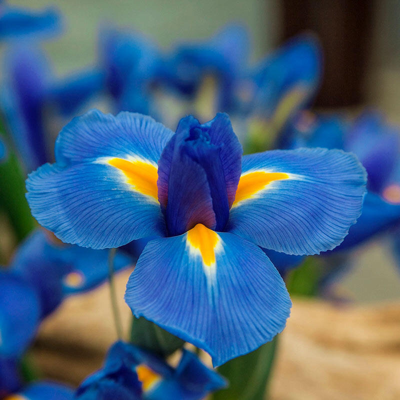 Image of Iris blue flower