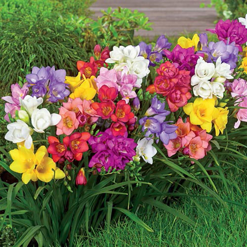 Perennial Freesia Double Impressive Resistant Flowering Mix Bulbs Bonsai Pretty