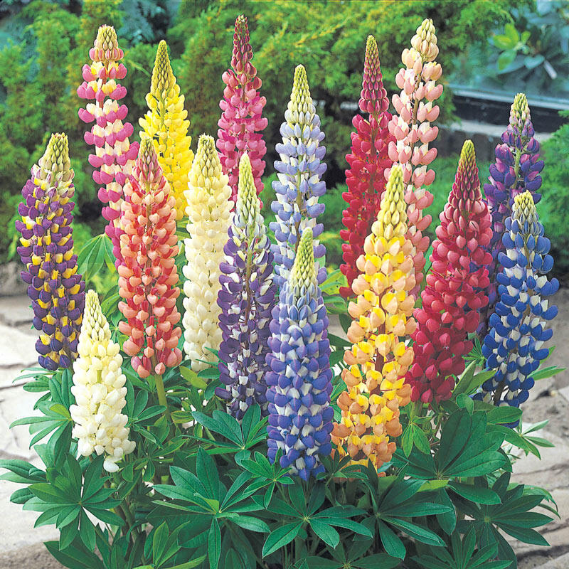 Lupines | Shop Lupines for Sale Today Breck's