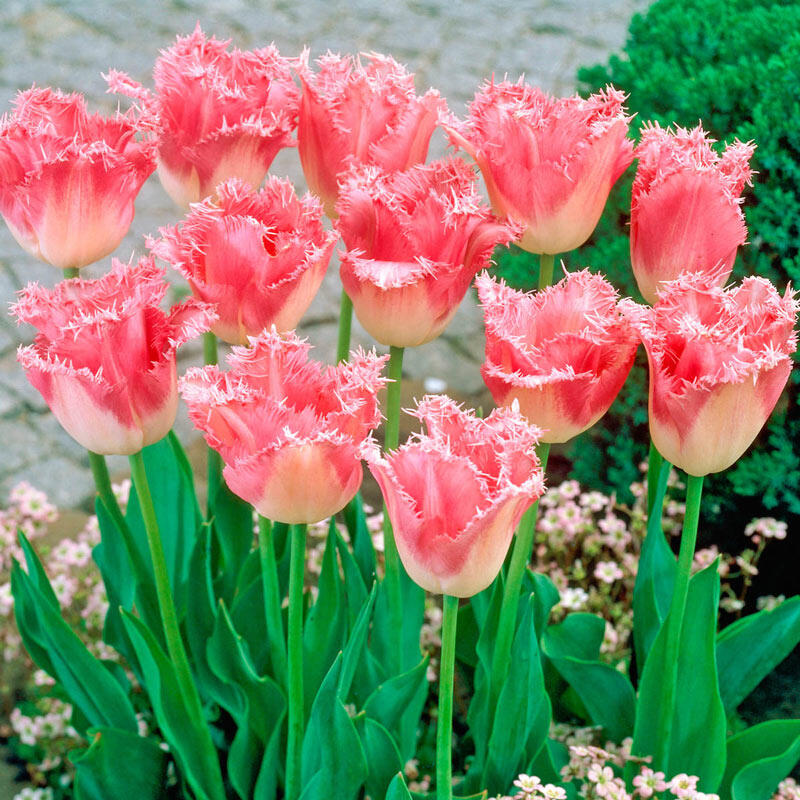 Buy Fancy Frills Tulip Online, Spring Bulbs Sale