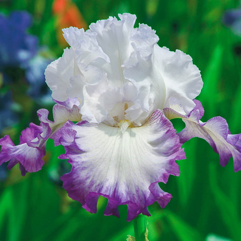 Center Ice Bearded Iris, Sun Perennials for Sale