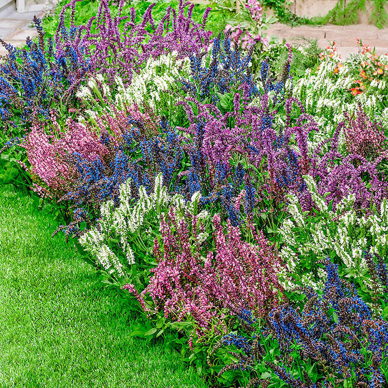 Buy Salvia Mixture Breck's