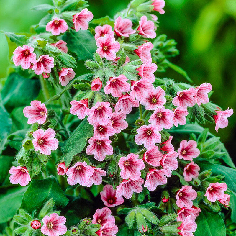 Buy Barfield Pink Lungwort | Breck's