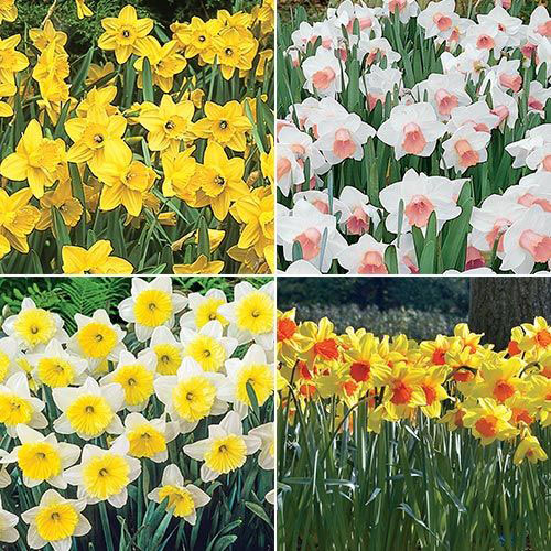 Daffodil Narcissus Mix 60 Days of Daffodils 50 Bulbs