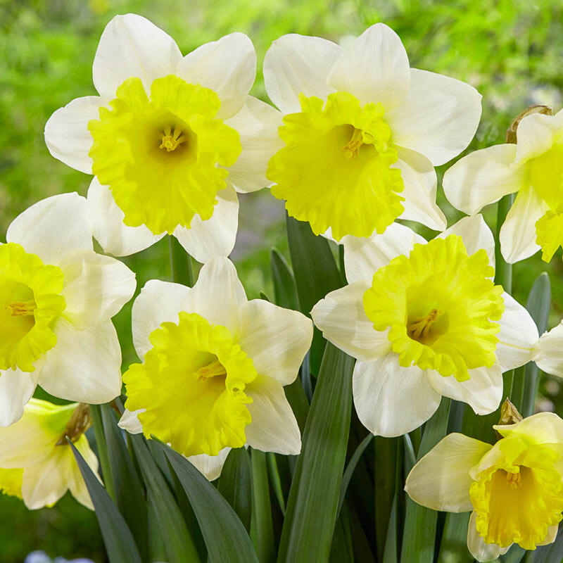 Buy Attraction Daffodil Online | Spring Bulbs Sale | Breck's