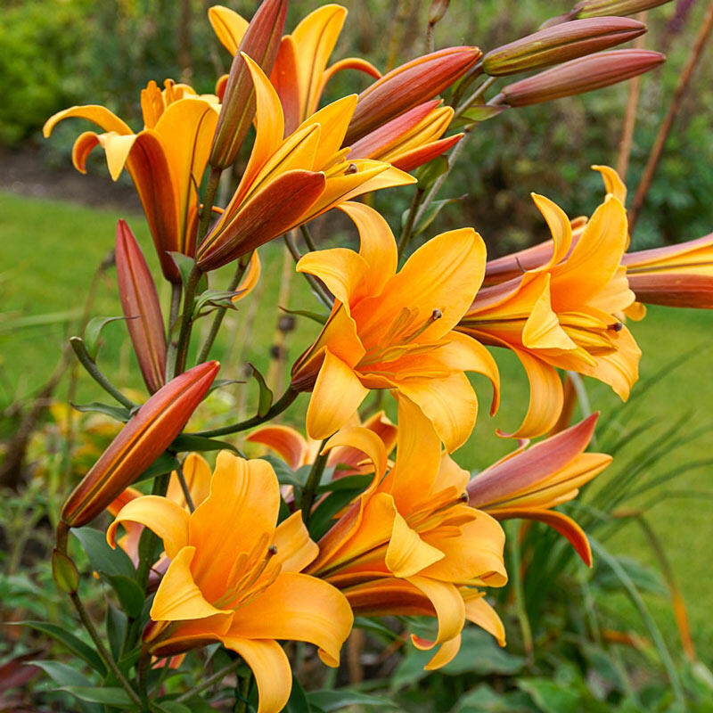 Buy Orange Planet Lily Tree Online Lily Trees Breck S
