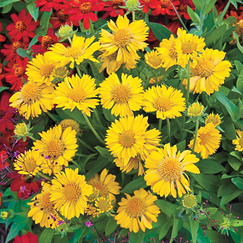 Buy Mesa Yellow Gaillardia Online Excellent Deal Breck S