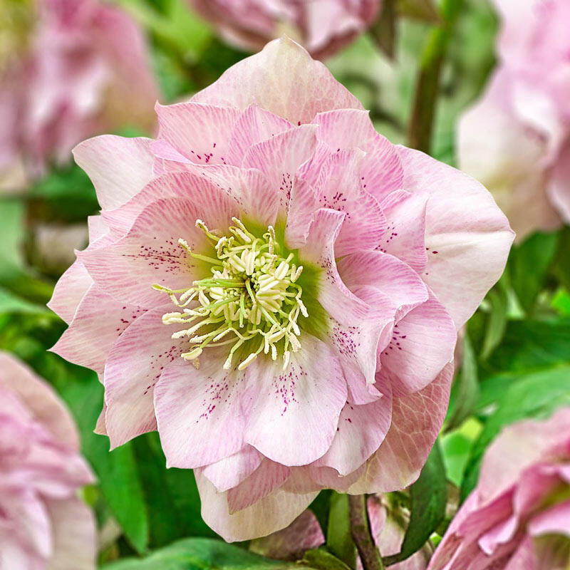 Buy Pink Frost Double Hellebore | Shade Perennials | Breck's