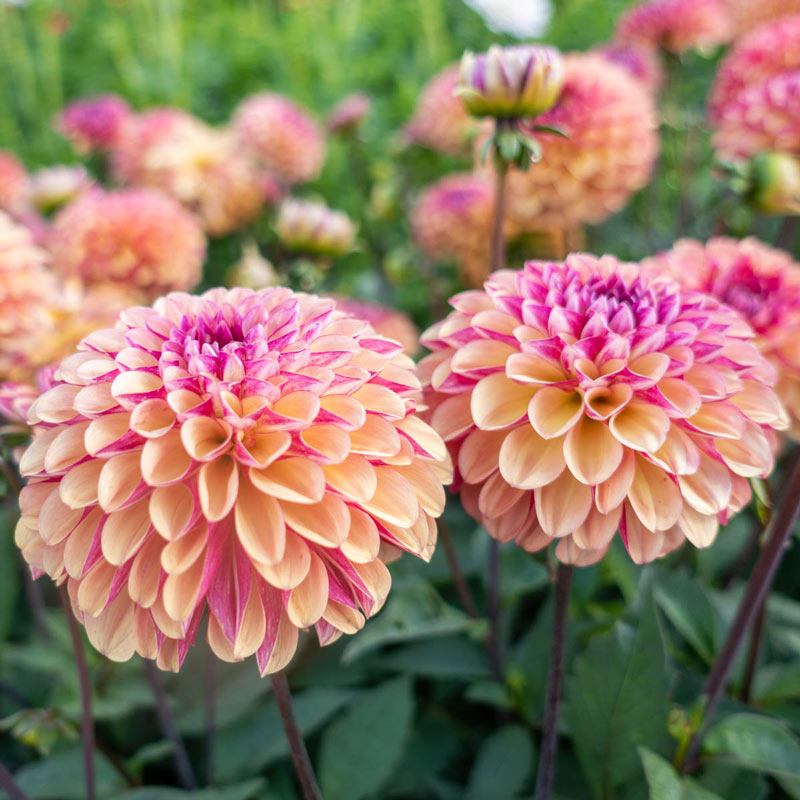 FREE SHIPPING Dahlia tubers 'Palmares' pompom fall blooming perennial flower summer large pastel yellow flowers for spring planting