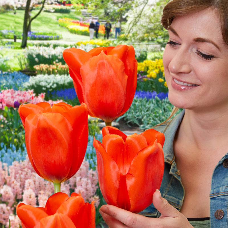 ergens Reflectie Montgomery Buy Giant Orange Sunrise Tulip | Spring Bulbs Sale | Breck's