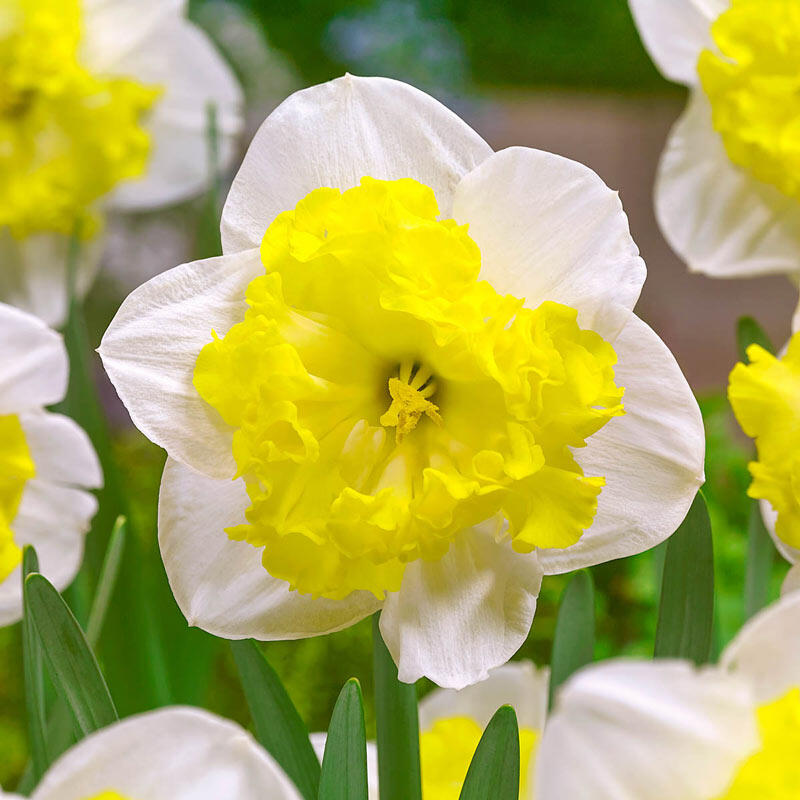 Shop Printal Daffodil Online Sale on Daffodils Breck's