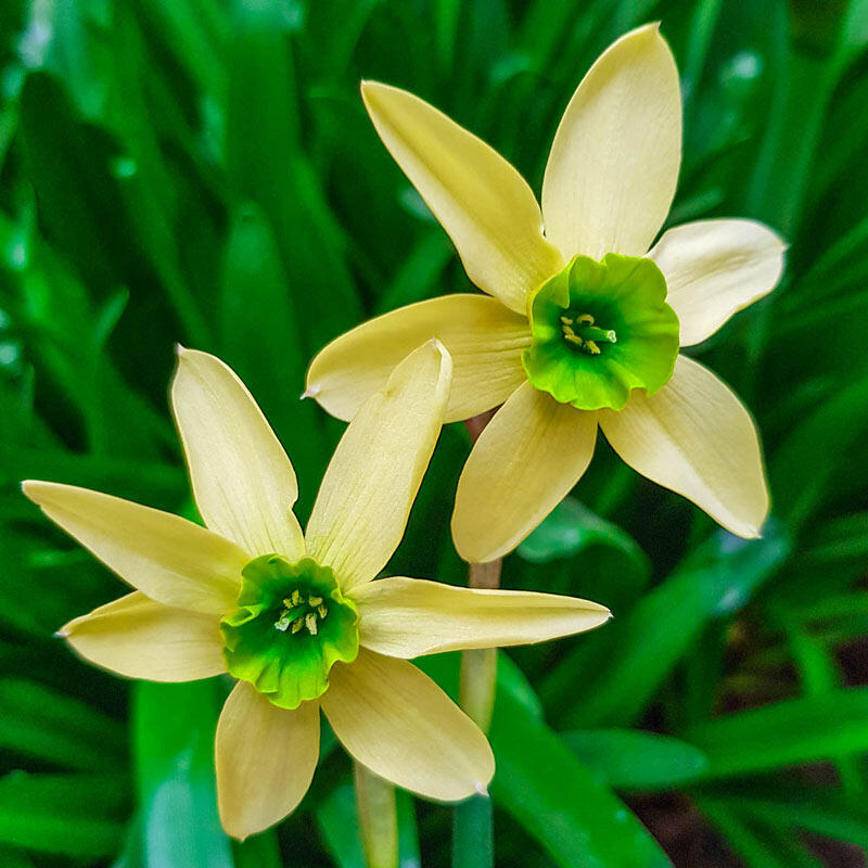 Green with Envy Daffodil Spring Bulbs for Sale Breck's