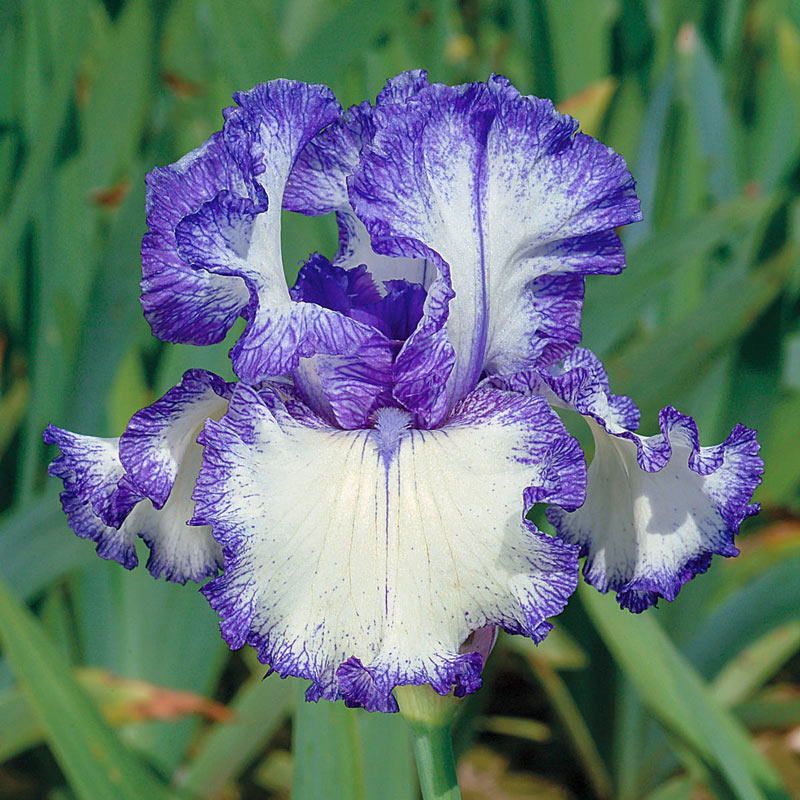 Buy Ink Patterns Bearded Iris | Iris Bulbs | Breck's