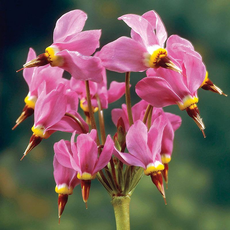 Shooting Star Dodecatheon Meadia Breck S