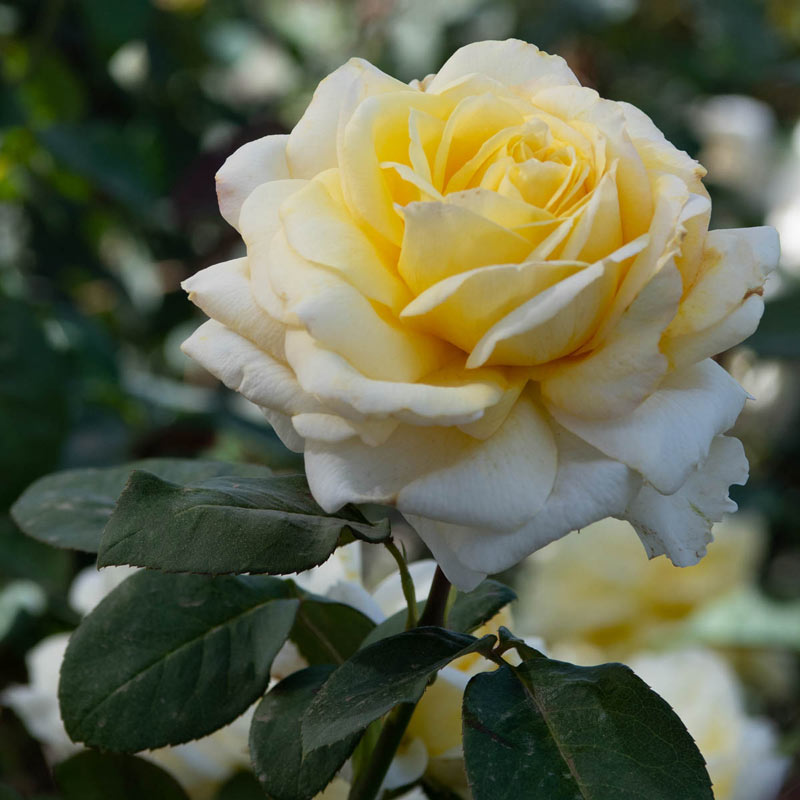 Chantilly Cream Hybrid Tea Rose | Shop Roses | Breck's