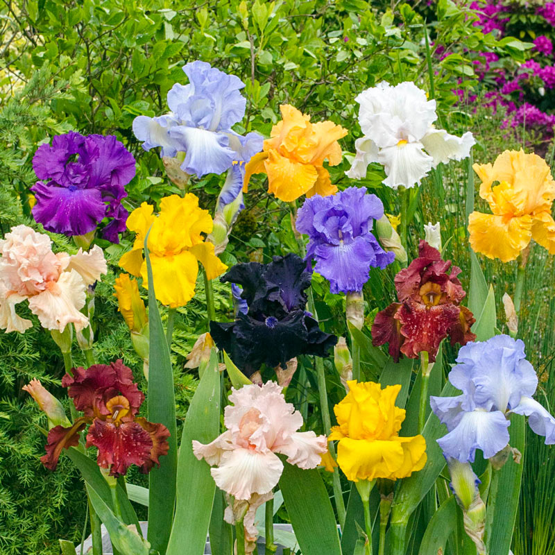 7 Old Fashioned mixed color Bearded Iris fans plant bulbs live