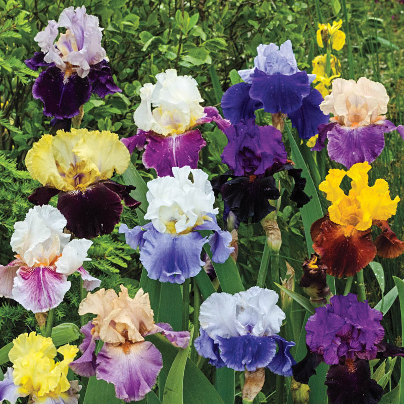 2 Iris Bulbs Perennial Tall Bearded Resistant Reblooming Plants Flower Balcony 