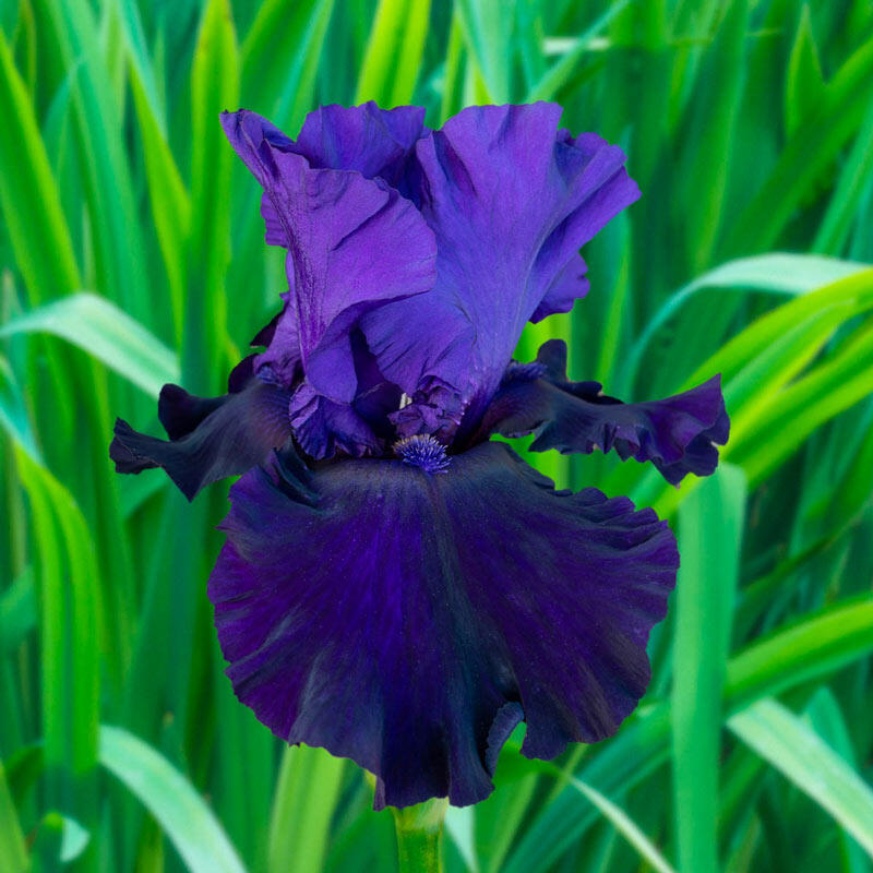 Belle Hortense Bearded Iris | Brecks Premium Bulbs