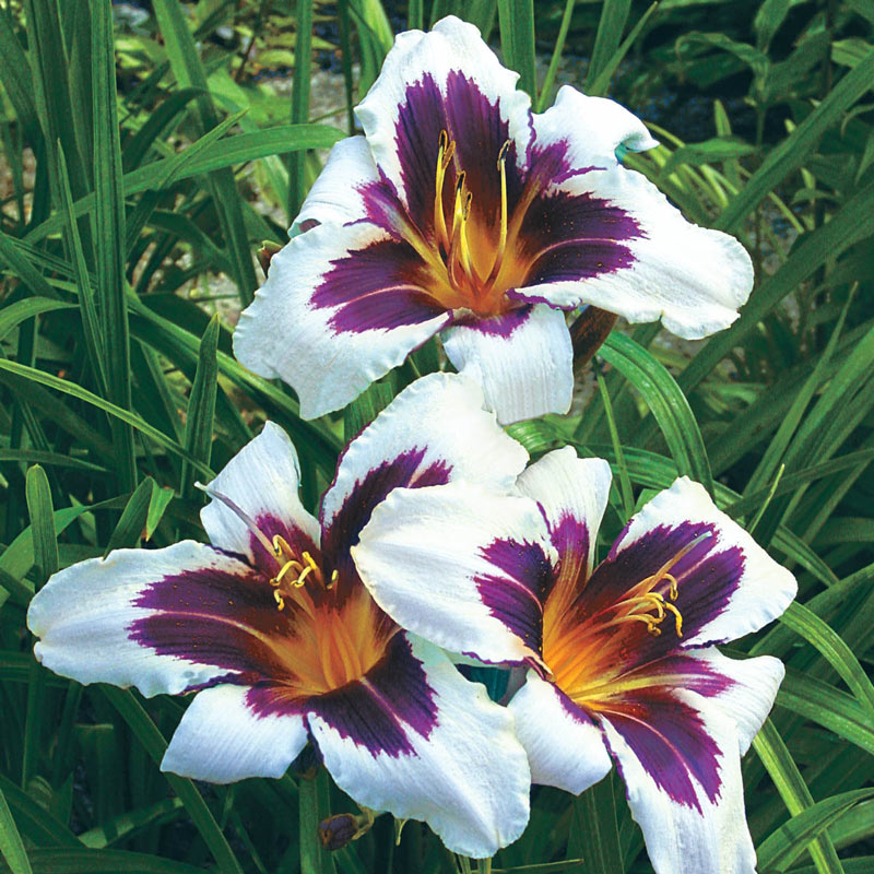 Daylily 1 Plant 8" Bloom Rebloming Perennial Flower HOLD YOUR HORSES
