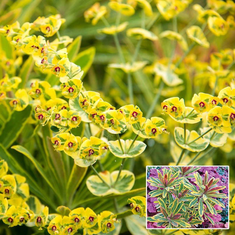 Euphorbia Ascot Rainbow Spurge 9cm Pot Please Read Description & T&Cs