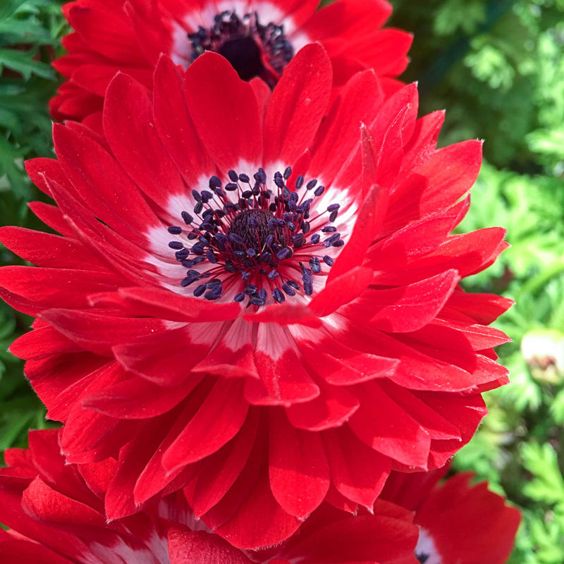 Red Double Daisy Anemone |