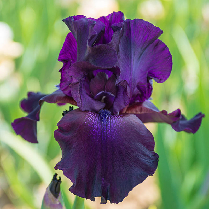 Tall Bearded Iris Rhizome Superstition Approaching Black ~ 2 fan