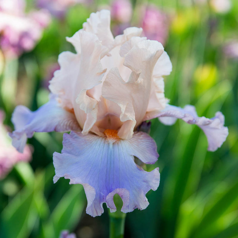 Chasing Rainbows Bearded Iris | Brecks Premium Bulbs