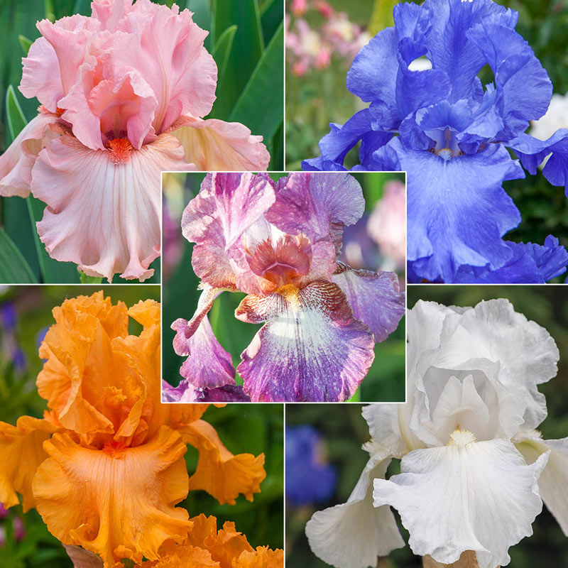 2 Iris Bulbs Rhizomes Perennial Flower Bearded Hardy Rare Resistant Bonsai Gifts 