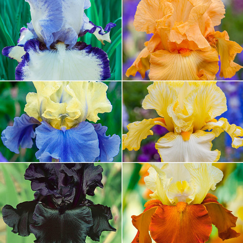 Iris Bulbs 2 Perennial Impressive Resistant Rare Pure White Bearded Rare Plants