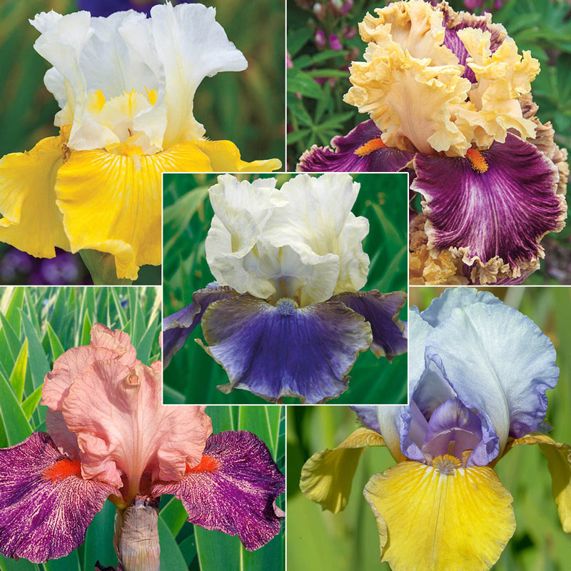 2 Resistant Iris Roots Bulbs Perennial Luminous Flower Home Garden Balcony Decor 