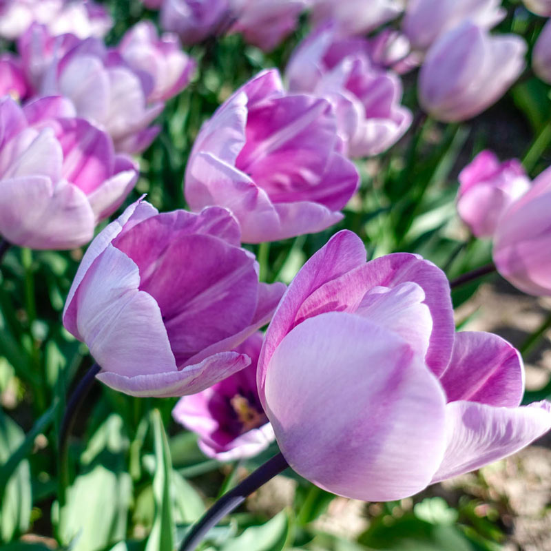 Buy Jacuzzi Tulip Bulbs Online ?| Triumph Tulips | Breck's