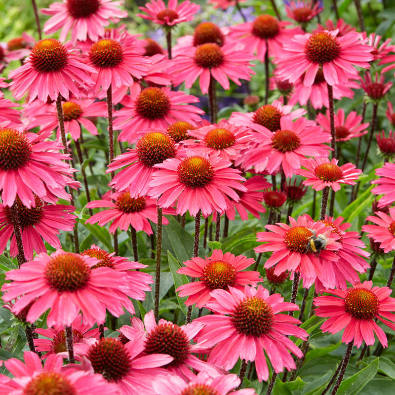 Sensation Pink Coneflower - 1 per Package | Pink | Echinacea Purpurea 'Sensation Pink' | Zone 4-9 | Spring Planting | Sun Perennials