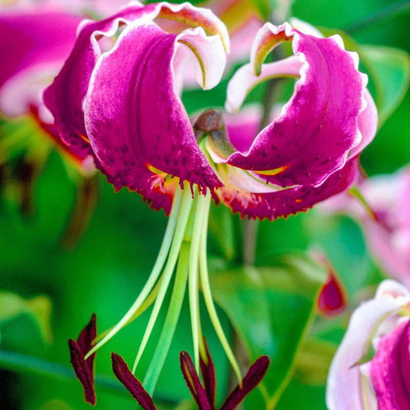 Buy Black Beauty Turk's Cap Lily | Species Lilies | Breck's