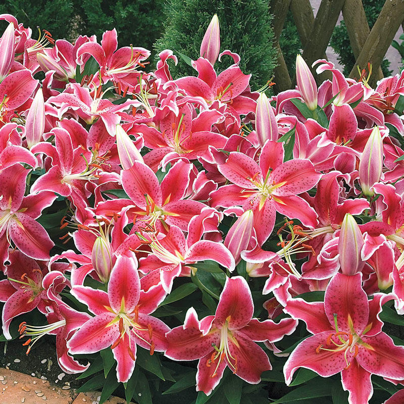 Pink Carpet Border Lilies™