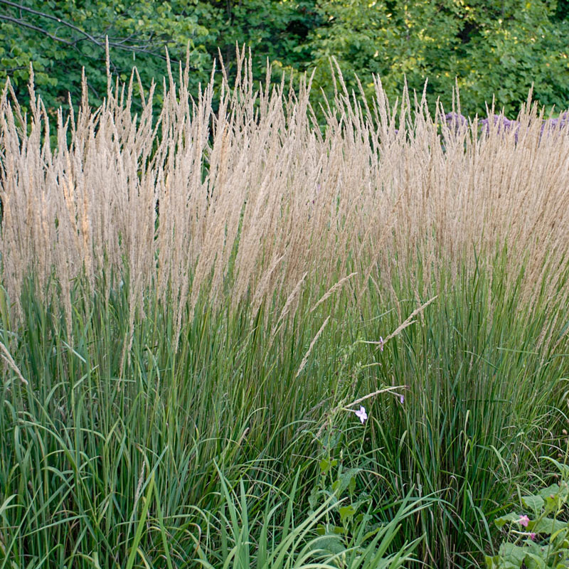 Karl Foerster Feather Reed Grass Sun Perennials Breck's