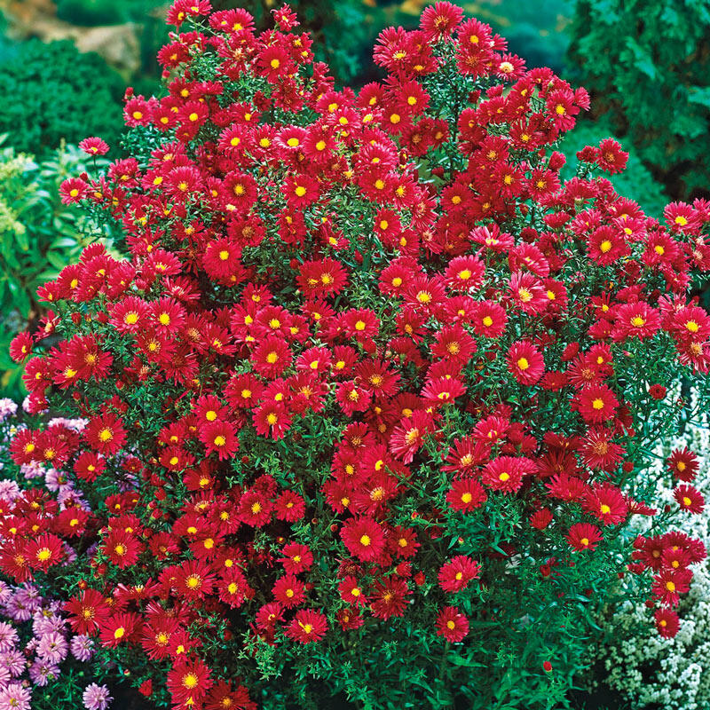 Crimson Red Miniature Roses  Delicate Fragrance Flowers Plant