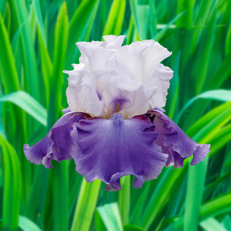 Off The Shoulder Bearded Iris | Shop Online | Breck's