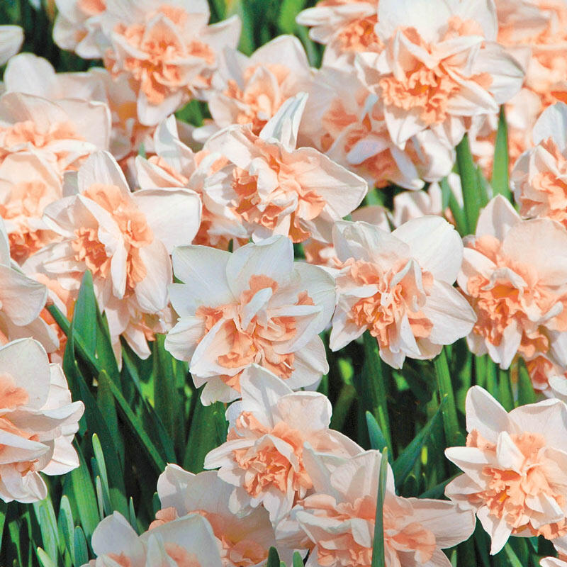 Delnashaugh Daffodil Super Sak - Bulk Pink Daffodils | Breck's