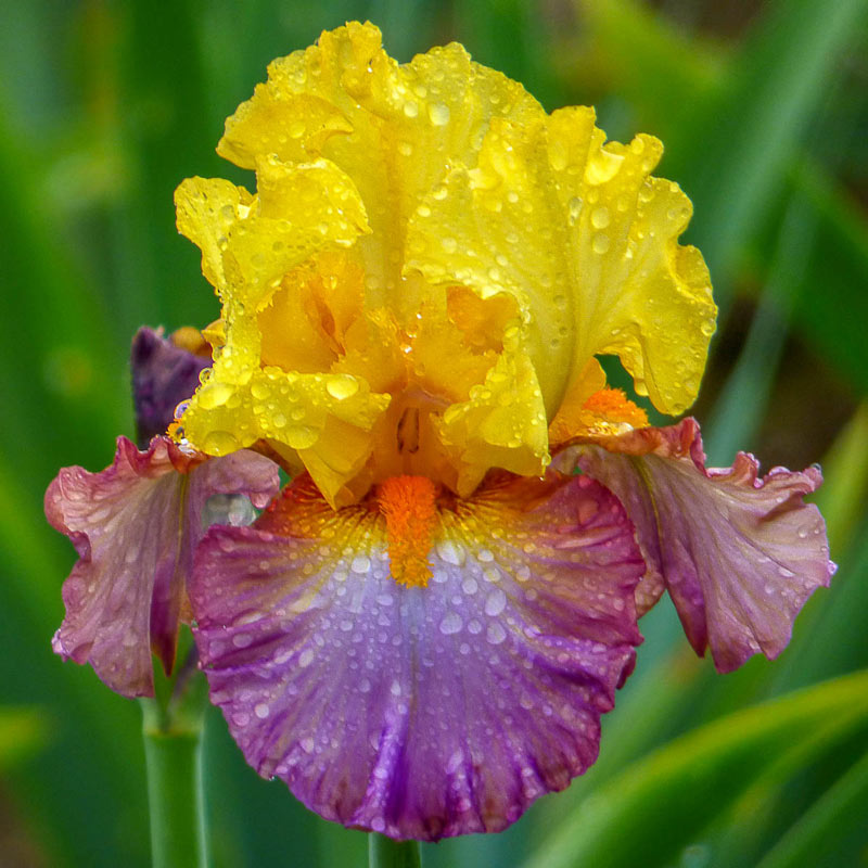 Impressive Iris 2 Bearded Bulbs Tall Perennial Resistant Garden Flower Mix Plant 