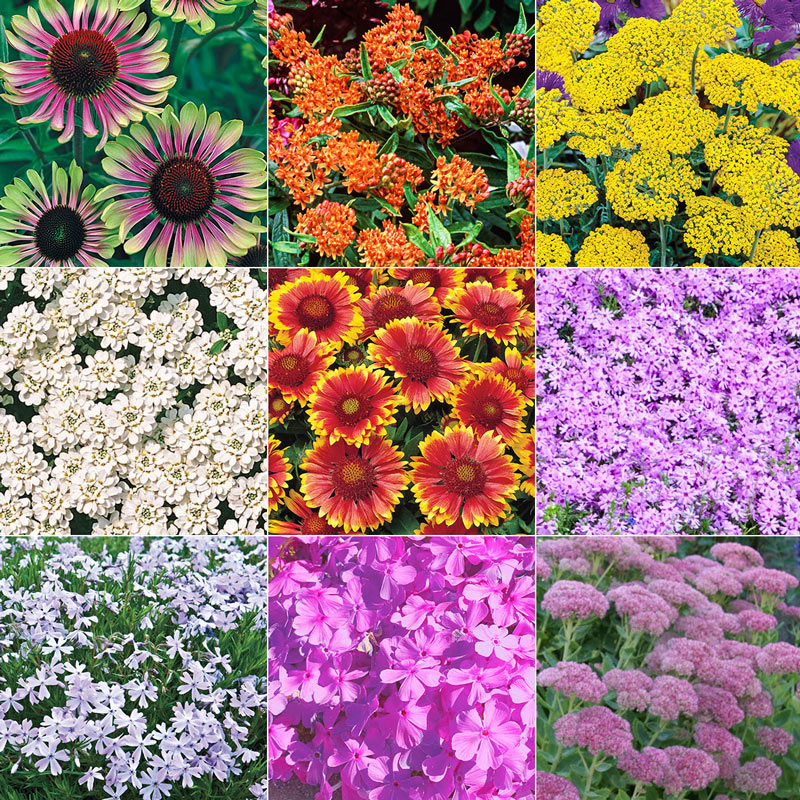Collection Beautiful Flowers Assorted Aster Daisy Rose Phlox